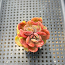 Echeveria 'Dentra' Variegated 2” Cluster Succulent Plant