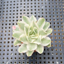 Echeveria 'White Princess' Variegated 1"-2" Succulent Plant