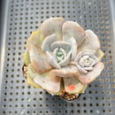 Echeveria 'Milk Purple' 2" Changhee Hybrid succulent Plant