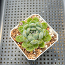 Echeveria 'Snowflake' 2" Succulent Plant