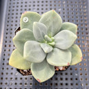 Cremnophila Nutans 2"-3" Succulent Plant