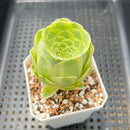 Greenovia 'El Hiero' Variegated 2"-3" Succulent Plant