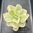 Echeveria ‘Japan Moon River’ Variegated 3” Succulent Plant