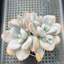 Graptoveria 'Raon' 4" Double Headed Succulent Plant