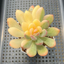 Graptoveria 'Torres' Variegated 3" Succulent Plant