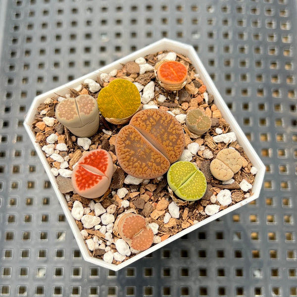 Collection of Lithops 2" (Great Color) Succulent Plant