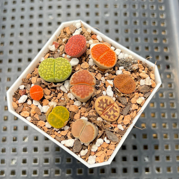 Collection of Lithops 2" (Great Color) Succulent Plant
