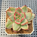 Echeveria Agavoides 'Mundy' Variegated 2" Succulent Plant Cutting
