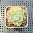 Echeveria 'Anna' Variegated 2" Succulent Plant Cutting