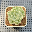 Echeveria 'MiuMiu' Variegated 1" Succulent Plant Cutting
