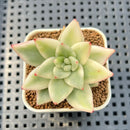 Echeveria Agavoides 'Maria' Variegated 1"-2" Succulent Plant Cutting