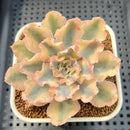 Echeveria 'Florence' Variegated 2"-3" Succulent Plant Cutting