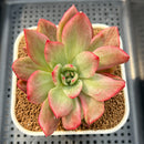 Echeveria 'Raison' Variegated 2"-3" Succulent Plant Cutting