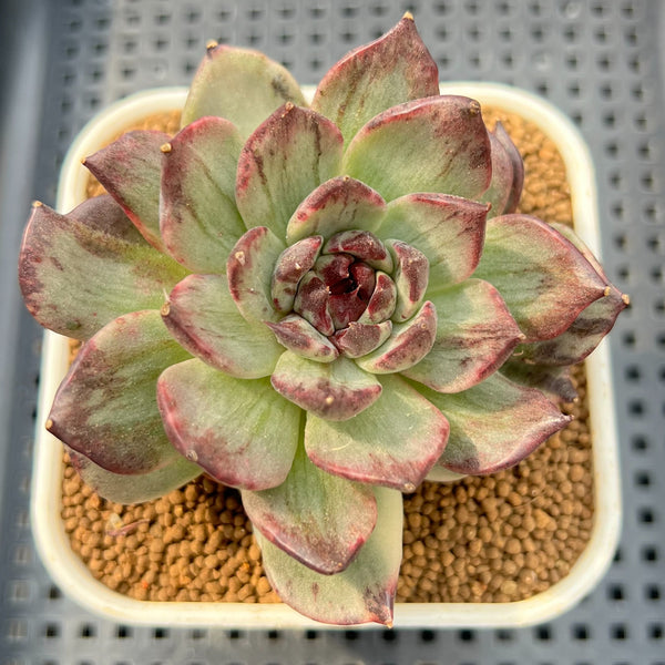 True Succulents Plant Co.