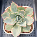 Echeveria 'Amistar' Variegated 4" Succulent Plant Cutting
