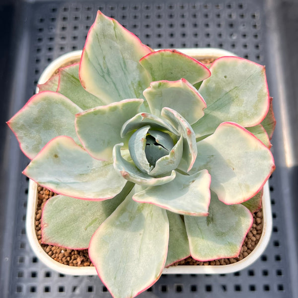 dusty rose succulent Echeveria Dusty Rose
