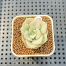 Echeveria sp. Variegated 1" Succulent Plant Cutting