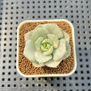 Echeveria sp. Variegated 1" Succulent Plant Cutting