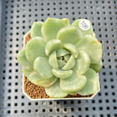Echeveria 'Spring Rose' Variegated 2" Succulent Plant Cutting