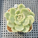 Echeveria 'Spring Rose' Variegated 2" Succulent Plant Cutting