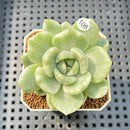 Echeveria 'Spring Rose' Variegated 2" Succulent Plant Cutting