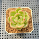 Echeveria 'Raju' 2" Succulent Plant Cutting