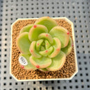 Echeveria 'Raju' 2" Succulent Plant Cutting