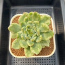 Echeveria 'Ice Age' Variegated 3"-4" Succulent Plant Cutting