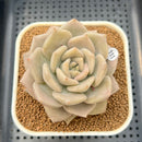 Echeveria Juliana 2"-3" Succulent Plant Cutting