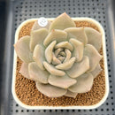 Echeveria Juliana 2"-3" Succulent Plant Cutting