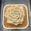 Echeveria Juliana 2"-3" Succulent Plant Cutting