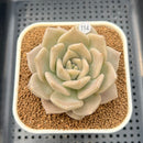 Echeveria Juliana 2"-3" Succulent Plant Cutting