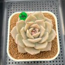 Echeveria Juliana 2"-3" Succulent Plant Cutting