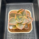 Graptopetalum 'Bainesii' Variegated 2" Succulent Plant