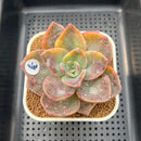 Graptopetalum 'Bainesii' Variegated 2" Succulent Plant