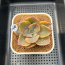 Graptopetalum 'Bainesii' Variegated 2" Succulent Plant