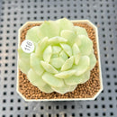 Echeveria Derenbergii Variegated 2" Succulent Plant Cutting