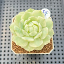 Echeveria Derenbergii Variegated 2" Succulent Plant Cutting