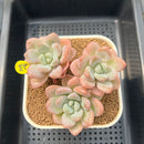 Graptoveria 'Amor Fati' 2"-3" Succulent Plant Cutting