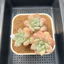Graptoveria 'Amor Fati' 2"-3" Succulent Plant Cutting