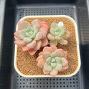 Graptoveria 'Amor Fati' 2"-3" Succulent Plant Cutting