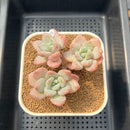 Graptoveria 'Amor Fati' 2"-3" Succulent Plant Cutting