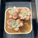 Graptoveria 'Amor Fati' 2"-3" Succulent Plant Cutting