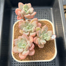 Graptoveria 'Amor Fati' 2"-3" Succulent Plant Cutting