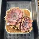 Echeveria 'Pastel Leon' 3" Succulent Plant Cutting