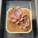 Echeveria 'Pastel Leon' 3" Succulent Plant Cutting