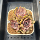 Echeveria 'Pastel Leon' 3" Succulent Plant Cutting