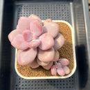 Graptopetalum 'Pink One' 4" Succulent Plant Cutting
