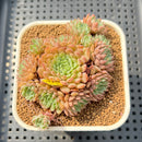 Echeveria 'Pink Okro' 2" Succulent Plant Cutting