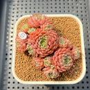 Echeveria 'Pink Okro' 2" Succulent Plant Cutting